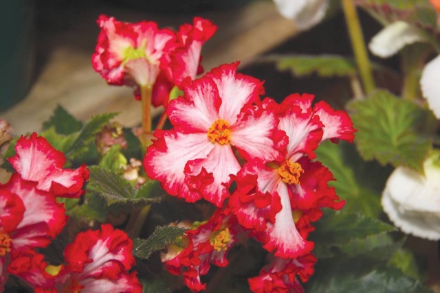 B. ‘Tuberosa Crispa Marginata’